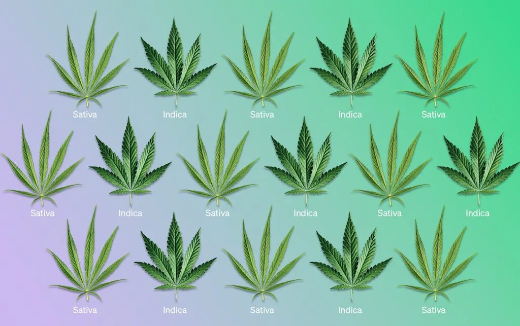 Tipos de Cannabis Sativa vs Indica vs Híbrida