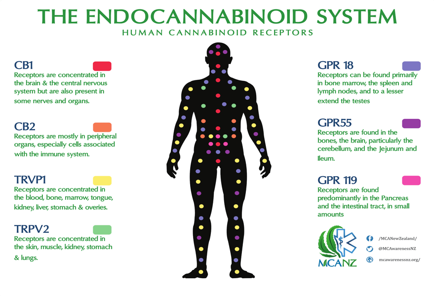 endocannabinoid system