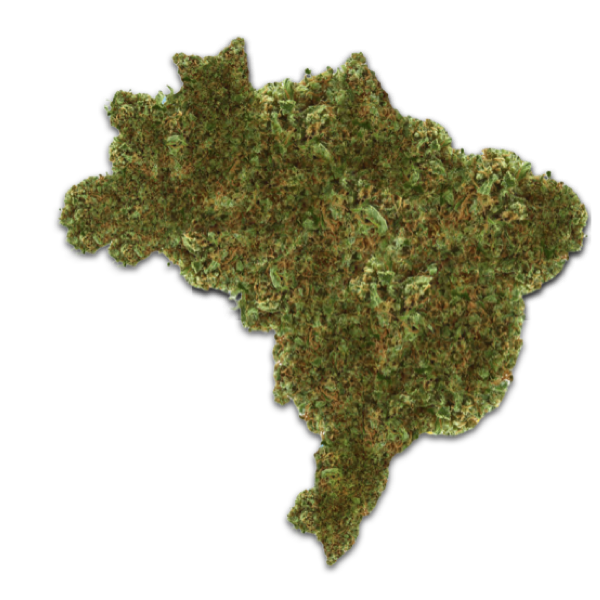 Participe do mercado brasileiro de cannabis medicinal.