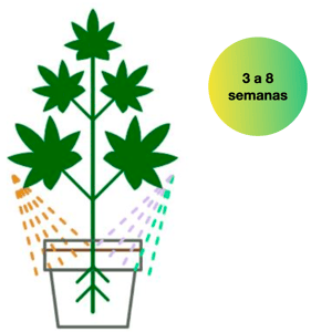 ciclo-cultivo-estagio-vegetativo
