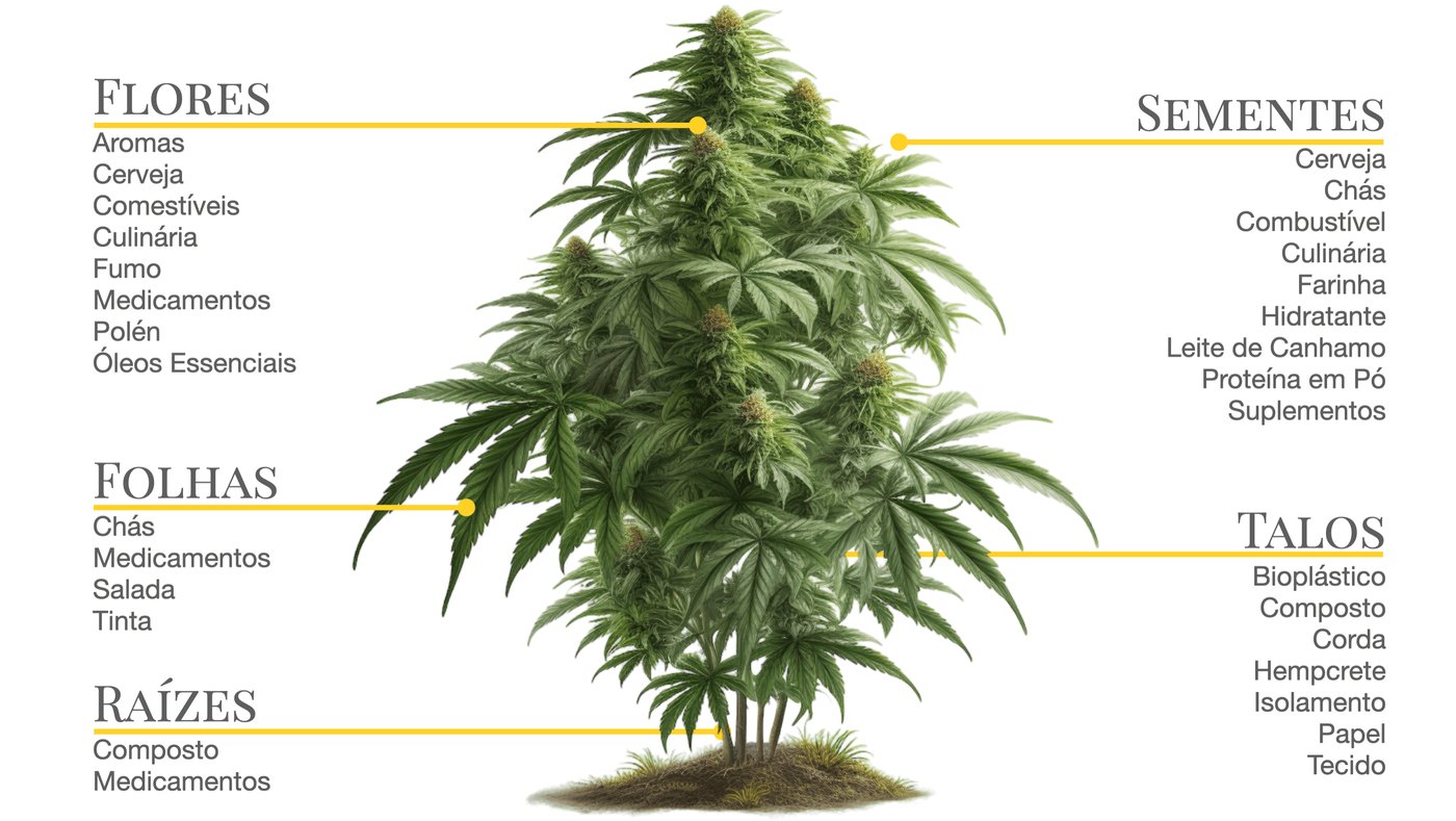 Diferentes usos da planta da cannabis