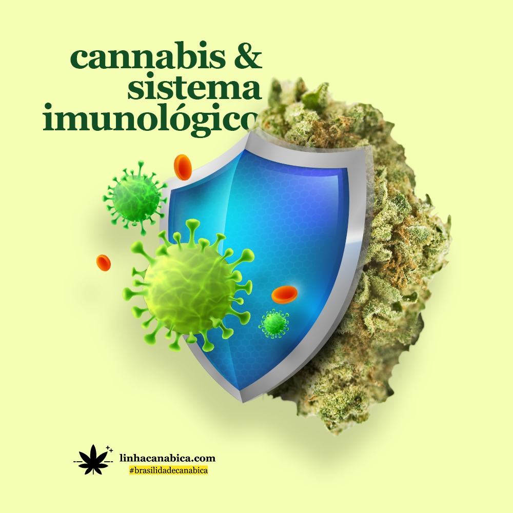 Cannabis e Sistema Imunológico: o que se sabe sobre uso da maconha