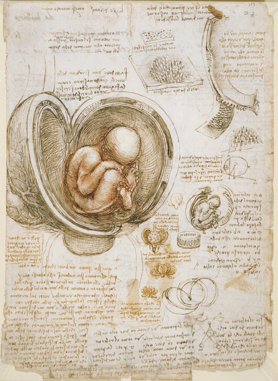 Estudo anatômico da gestação – Leonardo Da Vinci, cerca de 1511