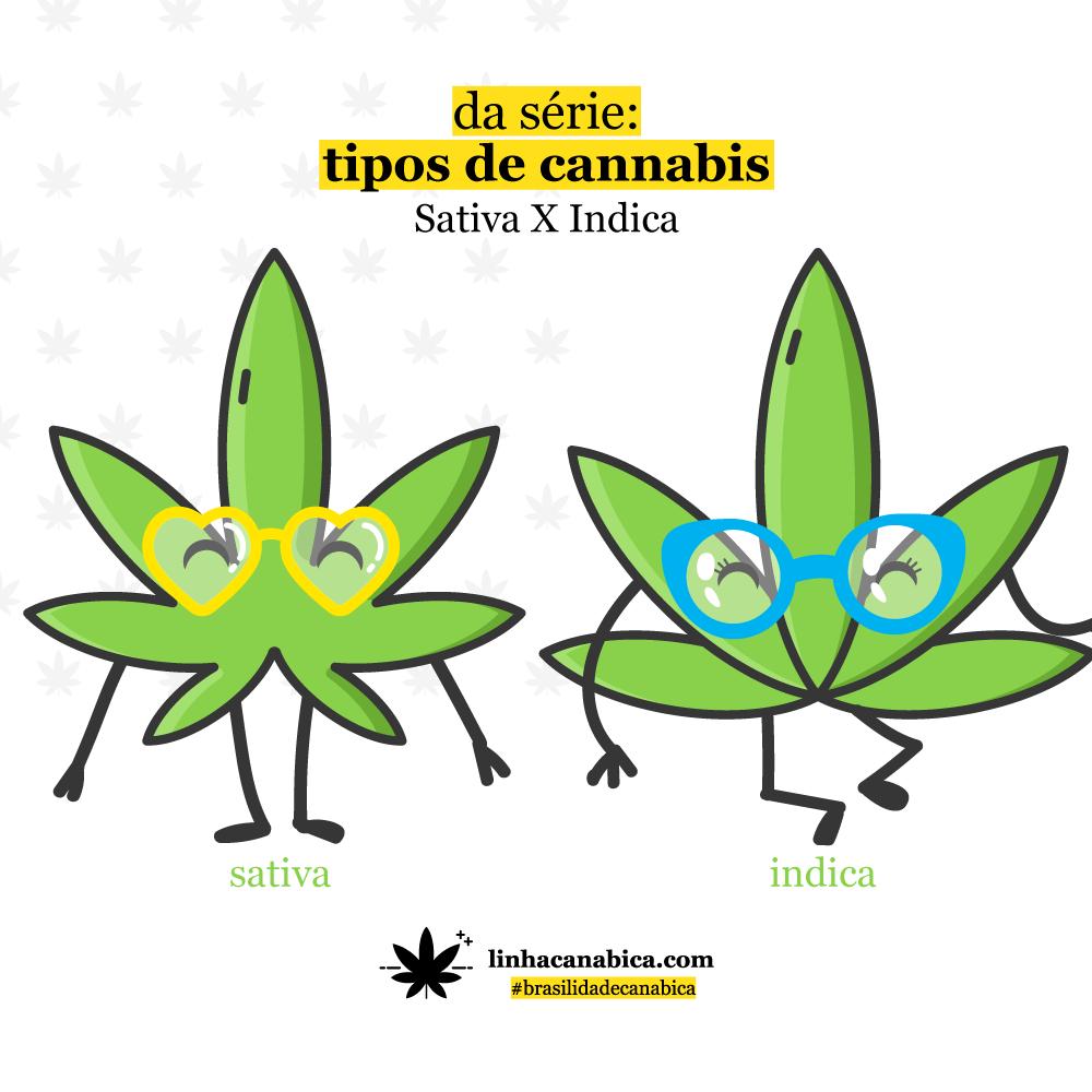 Tipos de cannabis: conheça a Sativa e a Indica