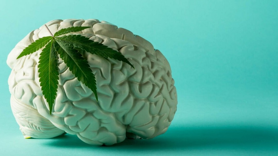 A Cannabis Pode Aumentar o Crescimento das Células Cerebrais?
