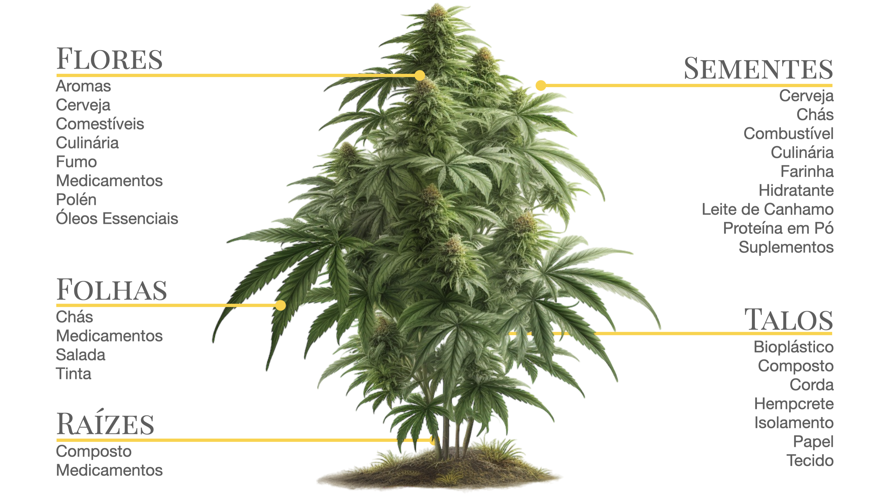 Diferentes usos da planta da cannabis