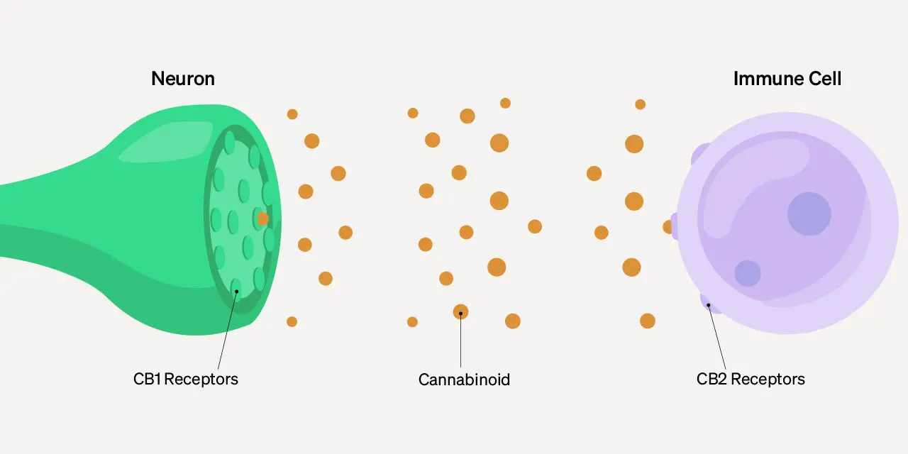 O que são receptores canabinóides e o que eles fazem?