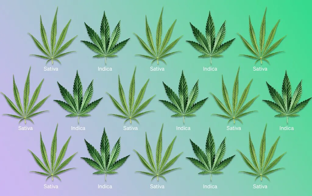 Tipos de Cannabis: Sativa vs. Indica vs. Híbrida
